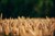 Kursus i Farmtracking - Varde